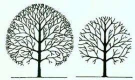 Crown Reduction