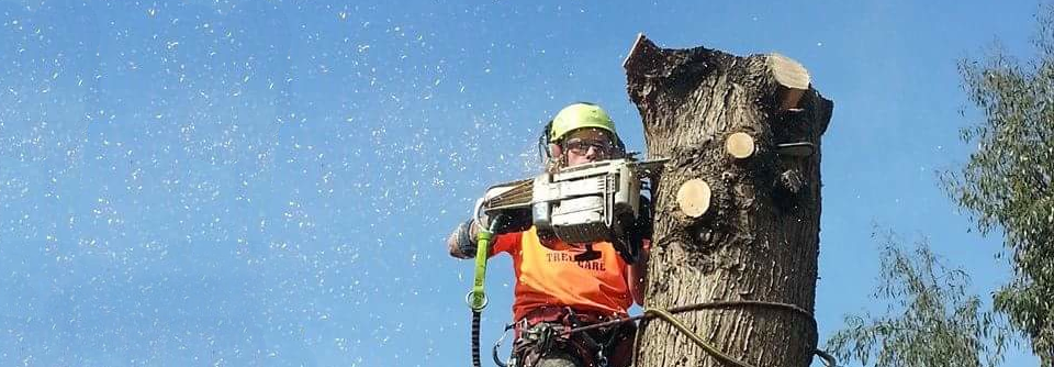 Tree care and Estate Management